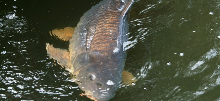 рекордные размеры рыб