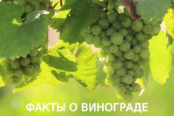 Факты о винограде